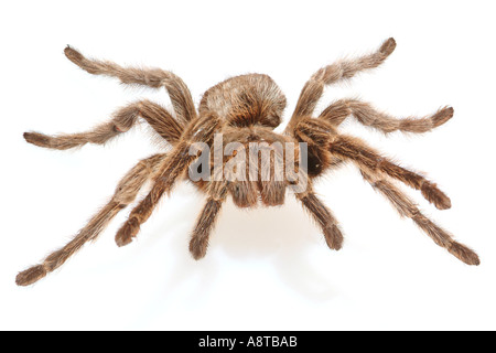 Chilean Rosehair Tarantula Grammostola gala Stock Photo