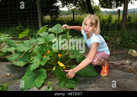 Yellow Squash Revealed Stock Photo