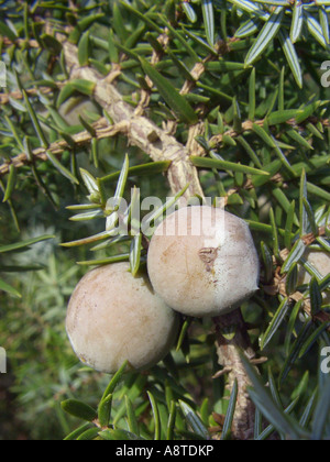 prickly cedar, cade (Juniperus oxycedrus), with cone Stock Photo - Alamy