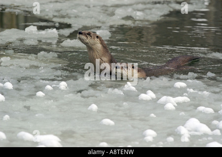 North American river otter, Canadian otter (Lutra canadensis), two individuals in pond
