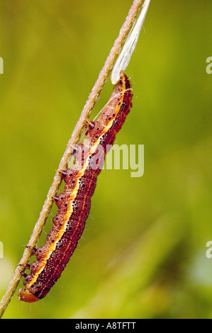tomato moth, bright-line moth, brown-eye moth (Mamestra oleracea, Lacanobia oleracea), caterpillar, Germany, Baden-Wuerttemberg Stock Photo