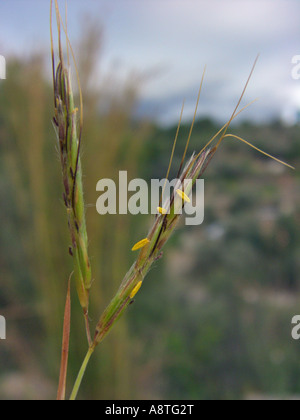Thatching grass, Thatch grass,  Coolatai grass (Hyparrhenia hirta, Andropogon hirtus), inflorescence, Spain, Balearen, Majorca Stock Photo