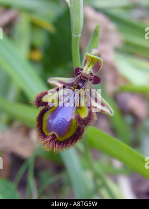 Mirror orchid, Mirror ophrys, varnished ophrys (Ophrys ciliata, Ophrys speculum), flower, Spain, Balearen, Majorca Stock Photo