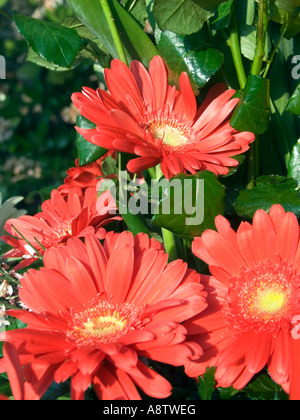 Red Gerber Daisies (Gerbera) Stock Photo