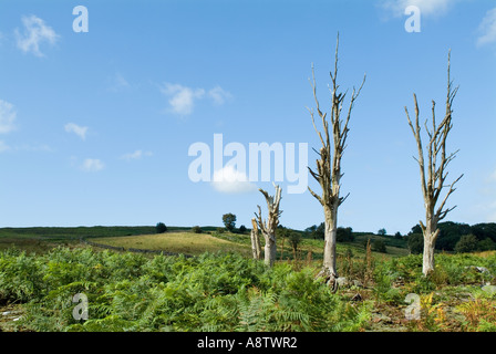 Dead Trees in Field Stock Photo