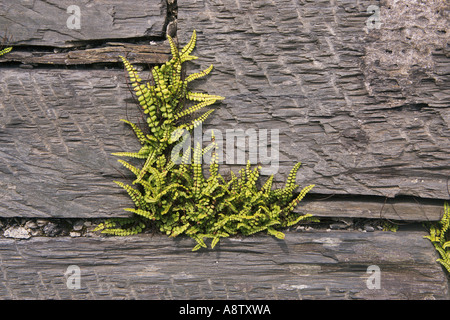 Maidenhair Spleenwort Asplenium trichomanes on slate wall Stock Photo