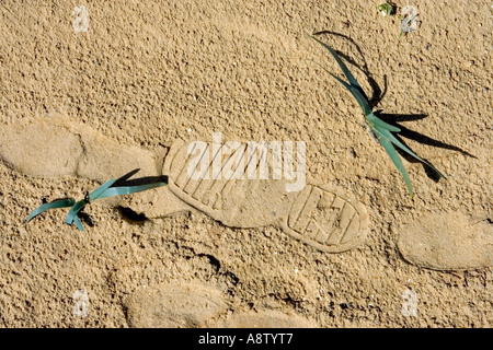 Different footprints in the sand on a Spanish beach with leaves poking through Stock Photo