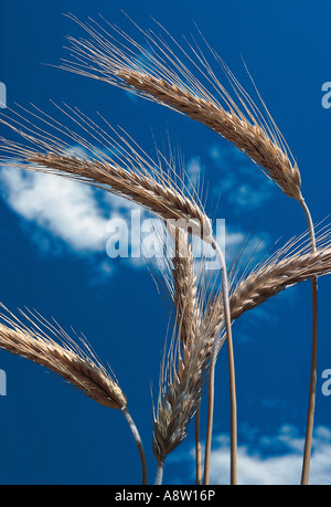 Agriculture. Crop. Close-up of ripe wheat growing. Stock Photo