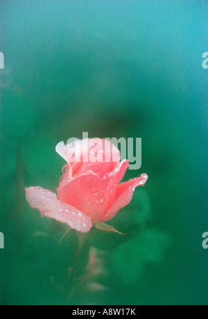 Close-up with soft focus vignette of a single, morning dew covered, pink rose growing in English garden. Stock Photo