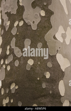 London Plane Tree x Piatanus hispanicus Stock Photo
