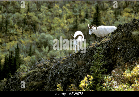 Dall s Sheep Ovis dalli Rams on Igloo Mountain Denali National Park Alaska Stock Photo