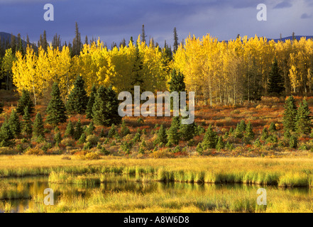 Tiaga or boreal forest along the Alaska Highway Yukon Territory Canada ...