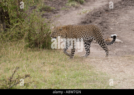 leopard cub on prowl Stock Photo