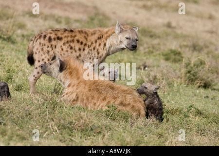 spotted hyenas and cubs Stock Photo