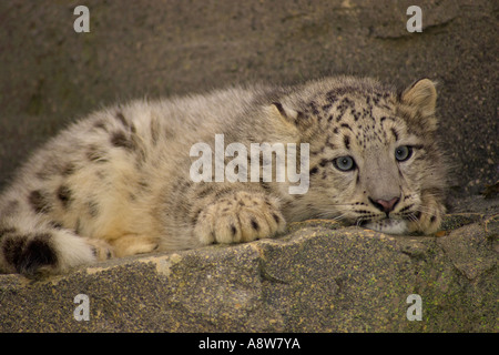 A cute young Snow Leopard cub (Panthera uncia) resting on rock - captive Stock Photo