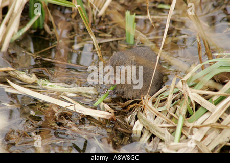 A single Water Vole (Arvicola terrestris) chewing on young shoots in reed bed in Sussex, England Stock Photo