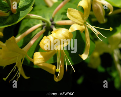 Lonicera caprifolium Sweet honeysuckle buds flowers Stock Photo
