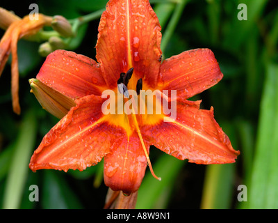 orange tiger lily in full bloom Stock Photo