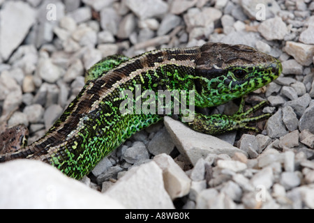 Male Sand Lizard (Lacerta agilis) in mating colours Stock Photo