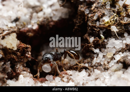 Pavement Ant carrying sand (Tetramorium caespitum) Stock Photo
