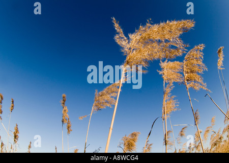 Phragmites reeds in reedbed Norfolk winter UK Stock Photo