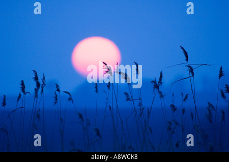 Setting sun over reedbed Norfolk UK winter Stock Photo