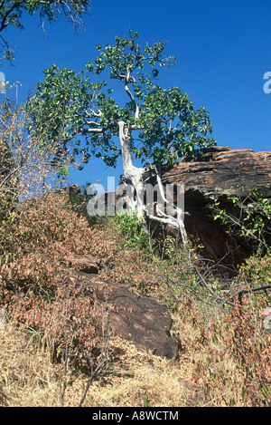 Bumbusi Ruins Hwange National Park Zimbabwe Stock Photo