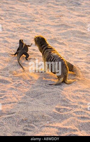 A sea lion and a marine iguana resting on the sandy beach of San ...