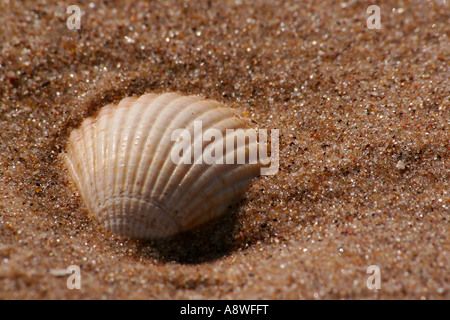 A SCALLOP SHELL ON THE BEACH Stock Photo