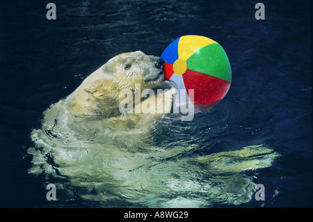 Polar bear playing with a beach ball in the water in Central Park Zoo New York Stock Photo