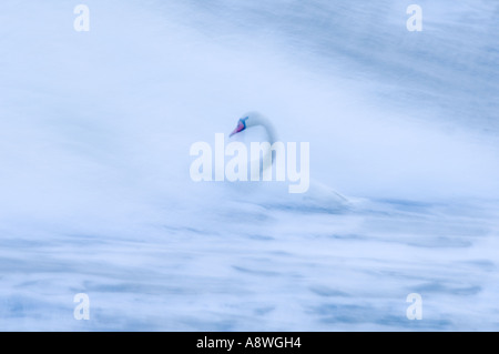 Mute Swan, Cygnus olor, in rough sea, Black Sea, winter Stock Photo