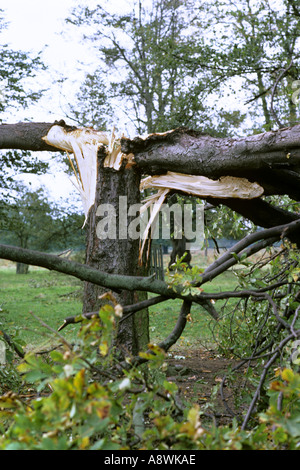 Tree in Bushy Park West London split in two by great storm 16 October 1987. JMH0505 Stock Photo