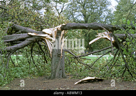 Tree in Bushy Park West London split in two by great storm 16 October 1987. JMH0507 Stock Photo