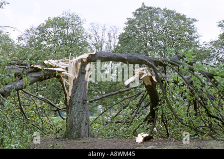 Tree in Bushy Park West London split in two by great storm 16 October 1987 JMH0508 Stock Photo