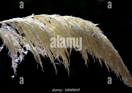 A frond of pampas grass backlit against a black background Stock Photo