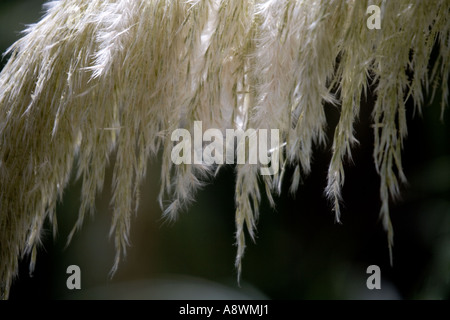 A frond of pampas grass backlit against a black background Stock Photo