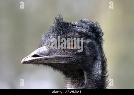 EMU Dromaius novaehollandiae Stock Photo