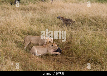 Hyena with Lion kill, Masai Mara Stock Photo - Alamy