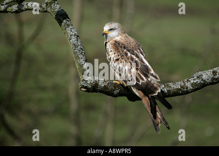 RED KITE Milvus milvus Wales UK RED KITE Milvus milvus Wales UK