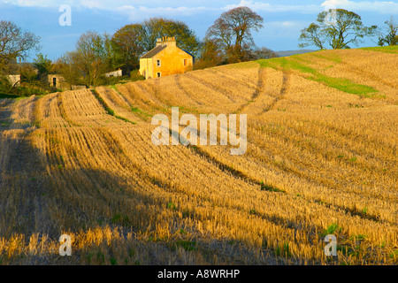 Stubble fields after harvest glow in the late/early sun Stock Photo - Alamy