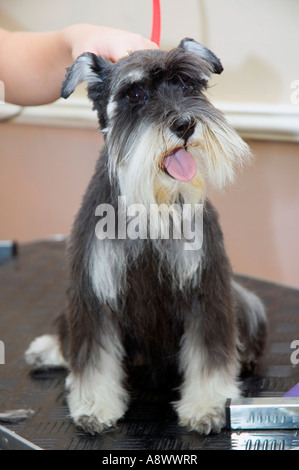 Terrier being groomed Stock Photo