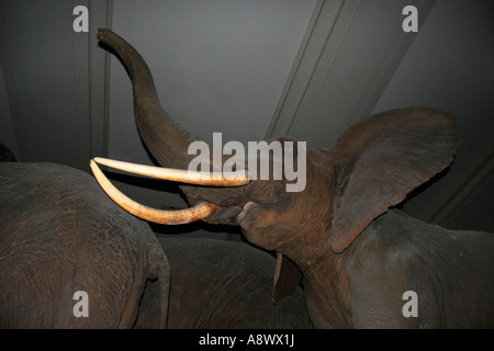 Old and dusty stuffed African elephants. Ivory tusks. A Natural History Museum exhibit. Stock Photo