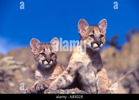 Cougar kittens - Puma concolor Stock Photo
