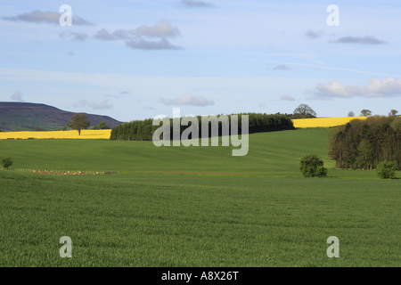 View up Wensleydale from Finghall near Leyburn North Yorkshire Stock Photo