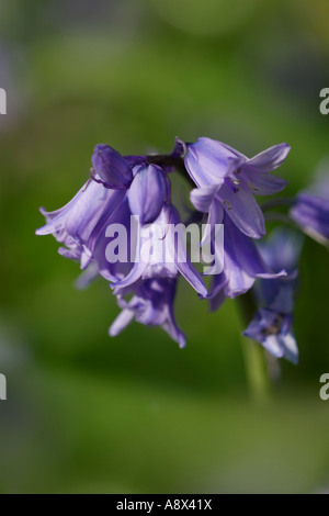 The Common Bluebell Hyacinthoides non scripta Stock Photo
