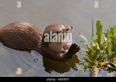 The Oriental Small clawed Otter Aonyx cinerea also known as Asian Small clawed Otter is the smallest otter in the world Stock Photo