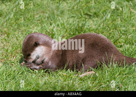 The Oriental Small clawed Otter Aonyx cinerea also known as Asian Small clawed Otter is the smallest otter in the world Stock Photo