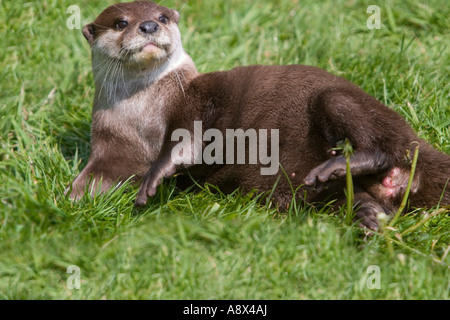 The Oriental Small clawed Otter Aonyx cinerea also known as Asian Small clawed Otter is the smallest otter in the world Stock Photo