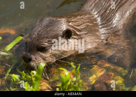 The Oriental Small clawed Otter Aonyx cinerea also known as Asian Small clawed Otter is the smallest otter in the world Stock Photo