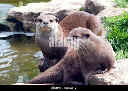 The Oriental Small clawed Otter Aonyx cinerea also known as Asian Small clawed Otter is the smallest otter in the world Stock Photo